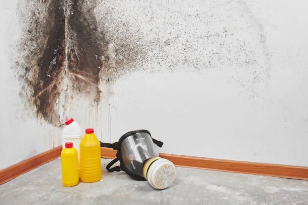 Certified Mold Removal in Riverside, OH