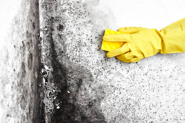 Best Toxic Mold Removal  in Riverside, OH