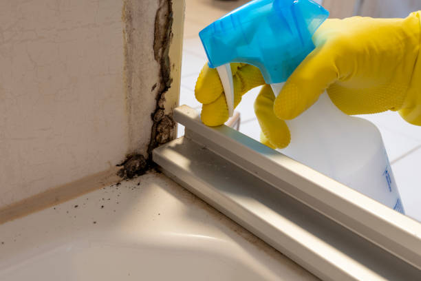 Best Professional Mold Removal  in Riverside, OH