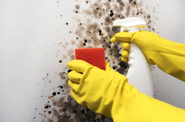 Best Professional Mold Removal  in Riverside, OH