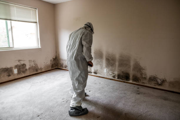 Best Home Mold Removal  in Riverside, OH